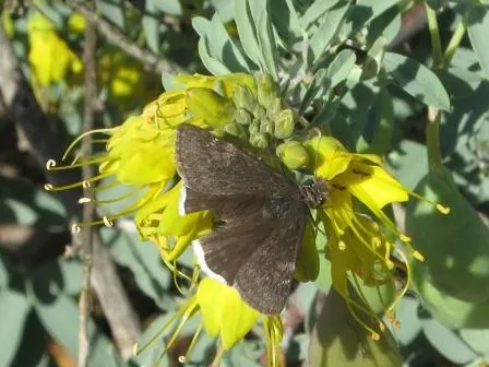 Bladderpod (Isomeris Arborea) — The Bladderpod thrives in USDA hardiness zones 8 through 10