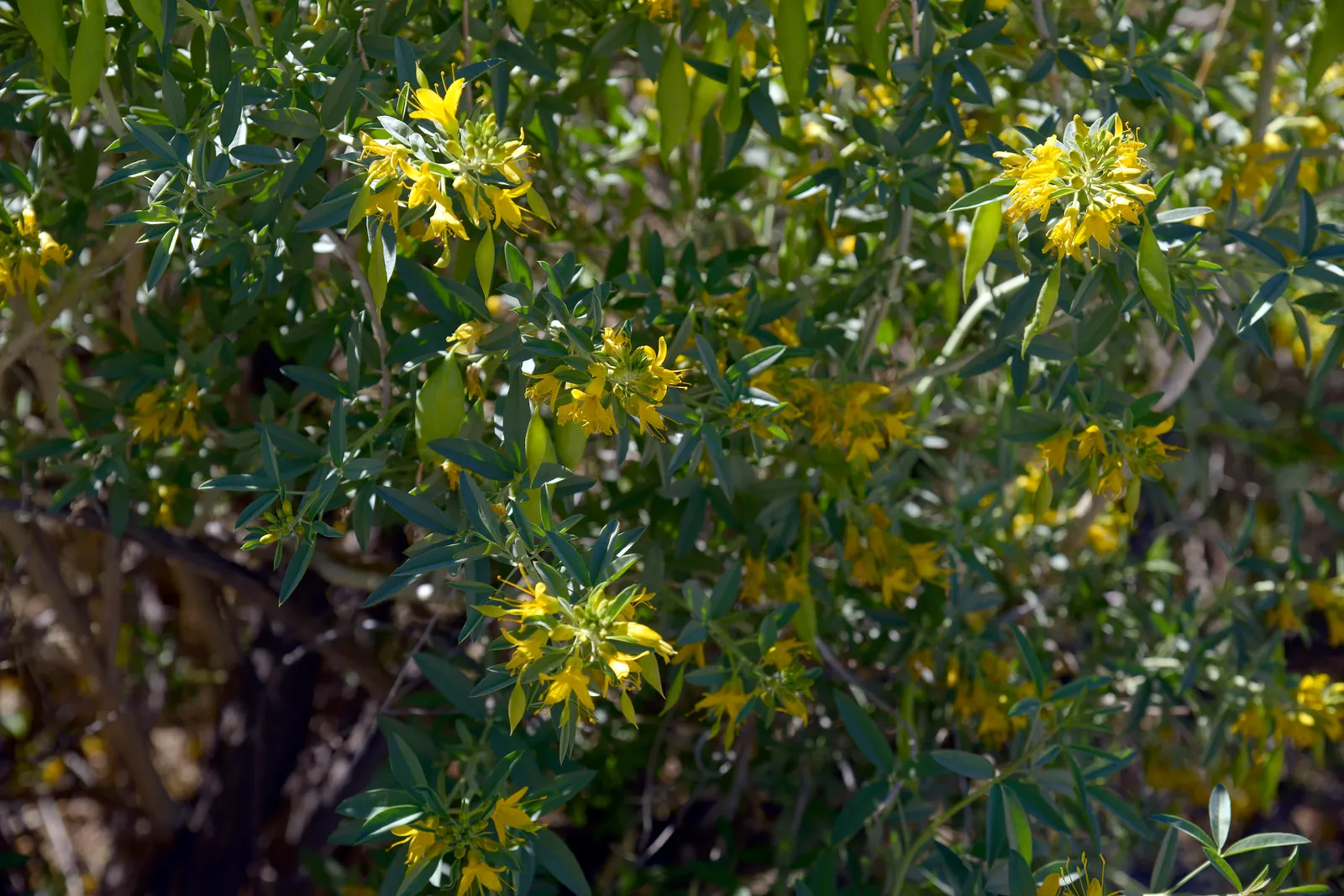 Bladderpod (Isomeris Arborea) — though it can sometimes grow taller under optimal conditions