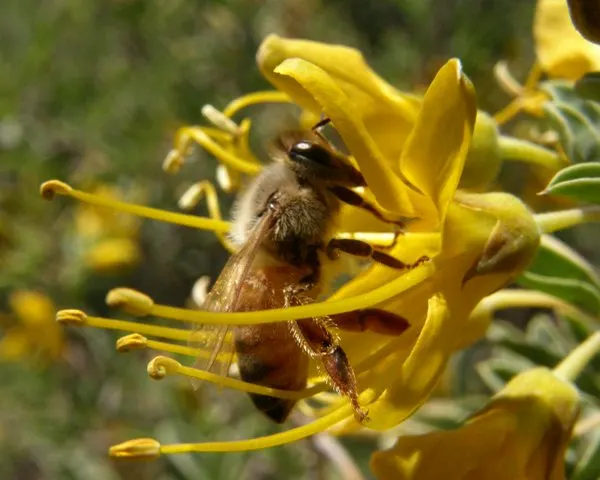 Bladderpod (Isomeris Arborea) — Distinct for its yellow spring blooms and inflated seed pods, it thrives in USDA zones 8-10