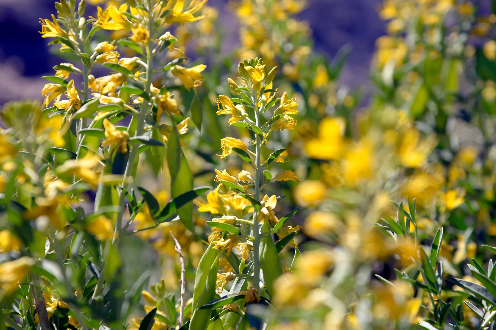 Bladderpod (Isomeris Arborea) — This hardy shrub typically reaches heights of 3 to 5 feet with an equal spread