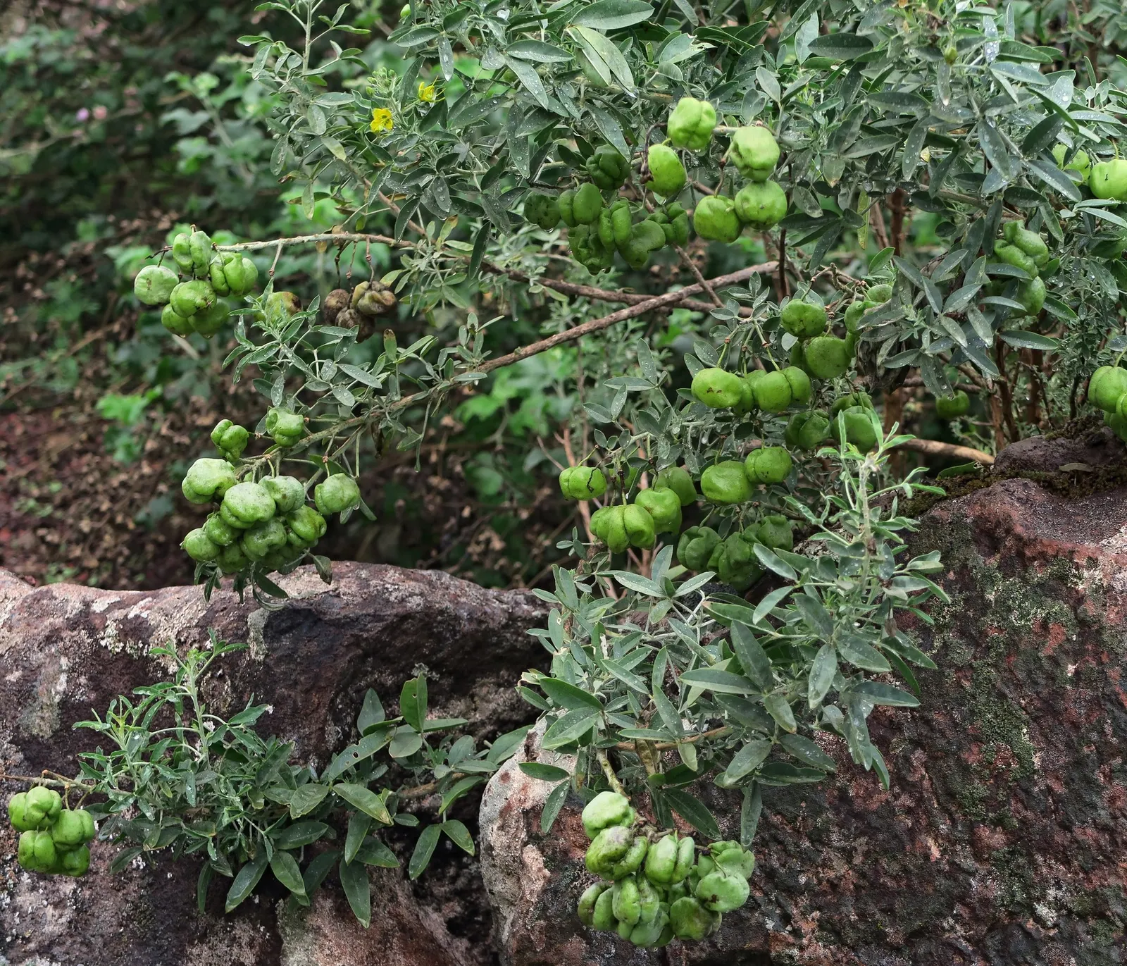 Bladderpod (Isomeris Arborea) — the Bladderpod produces clusters of bright yellow