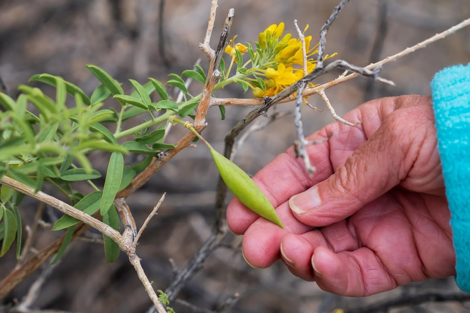 Bladderpod (Isomeris Arborea) — consisting of trifoliate leaves that add a distinctive texture to the landscape design