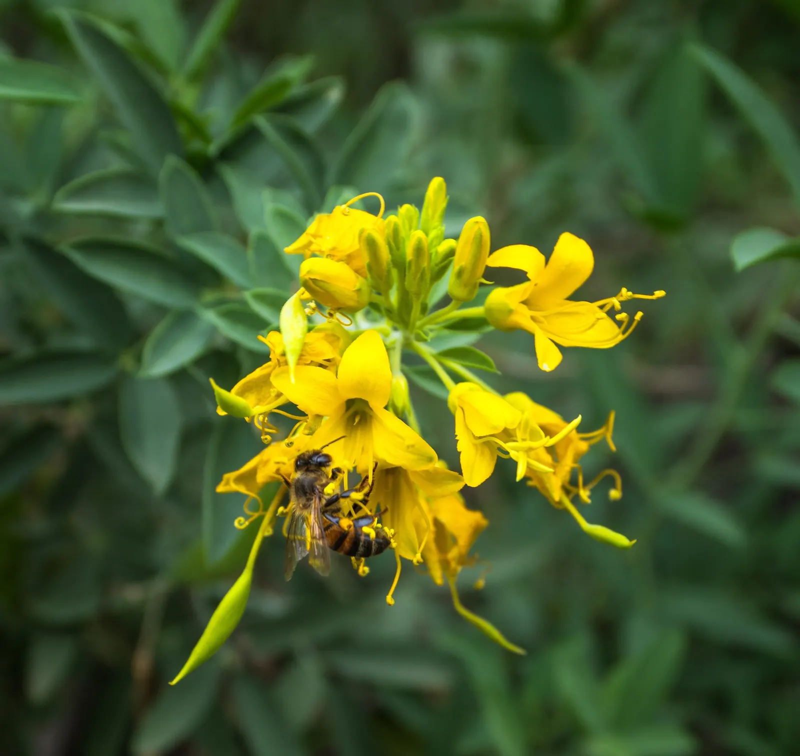Bladderpod (Isomeris Arborea) — about 0.5 to 1 inch in diameter