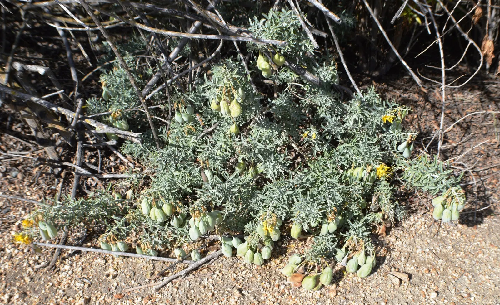 Bladderpod (Isomeris Arborea) — These blossoms are not only visually appealing but also attract beneficial pollinators