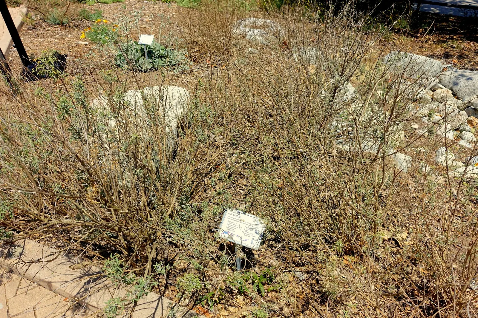 Bladderpod (Isomeris Arborea) — From late winter into fall