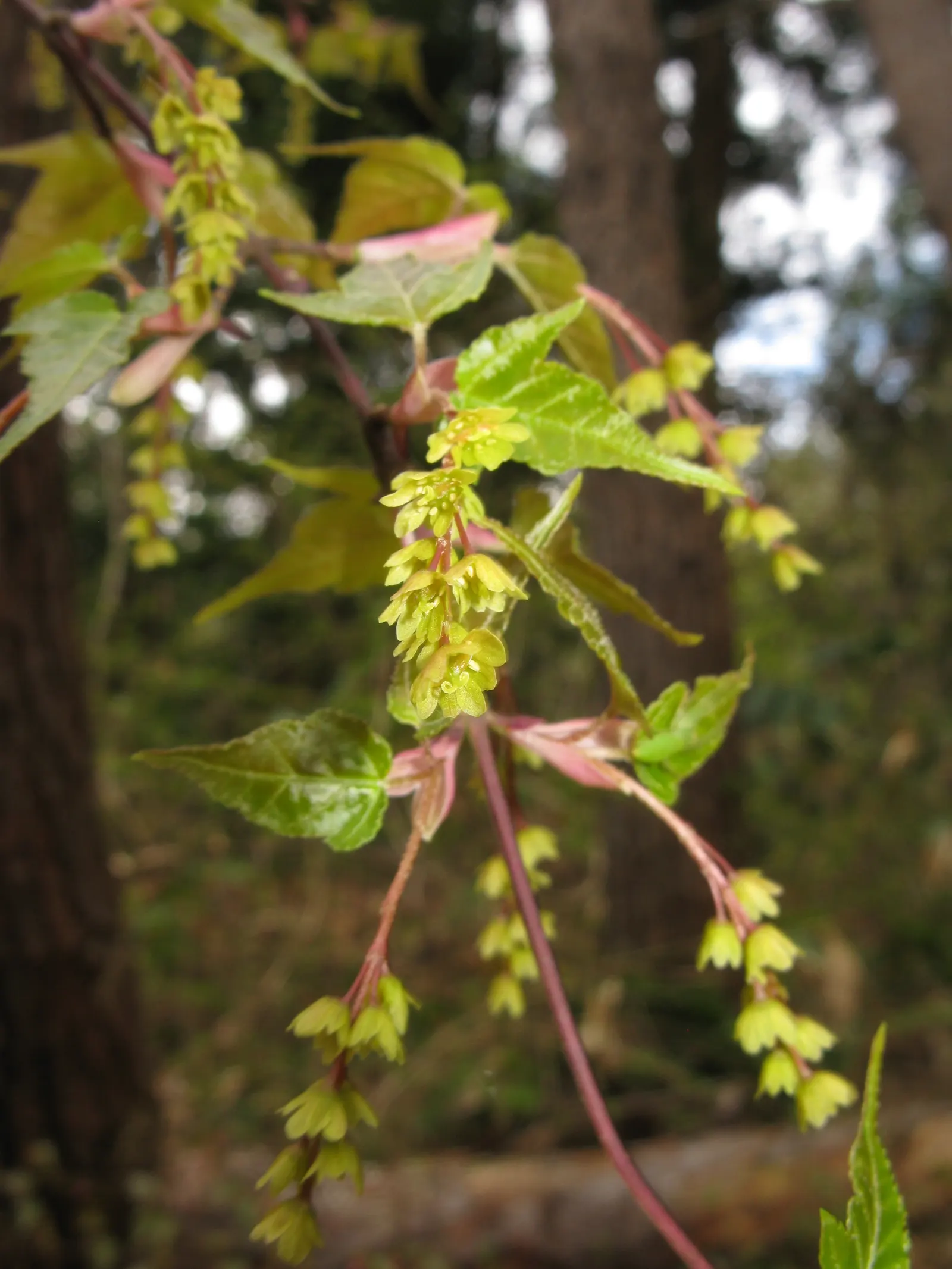 Hawthorn Leaf Maple (Acer Crataegifolium) — it is ideal for adding ornamental interest to smaller gardens or as an understory tree in larger landscapes