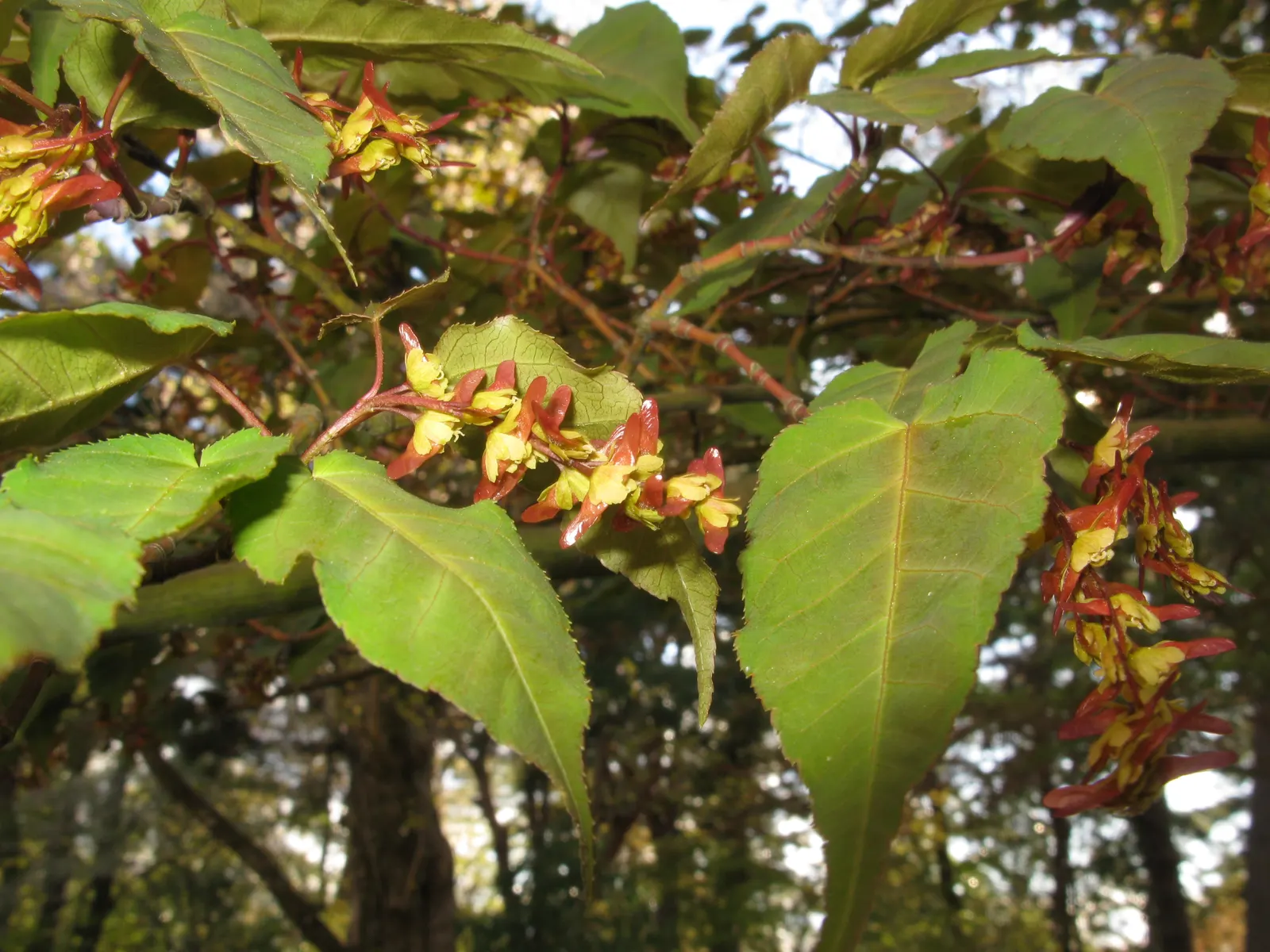 Hawthorn Leaf Maple (Acer Crataegifolium) — Low maintenance and cold-hardy