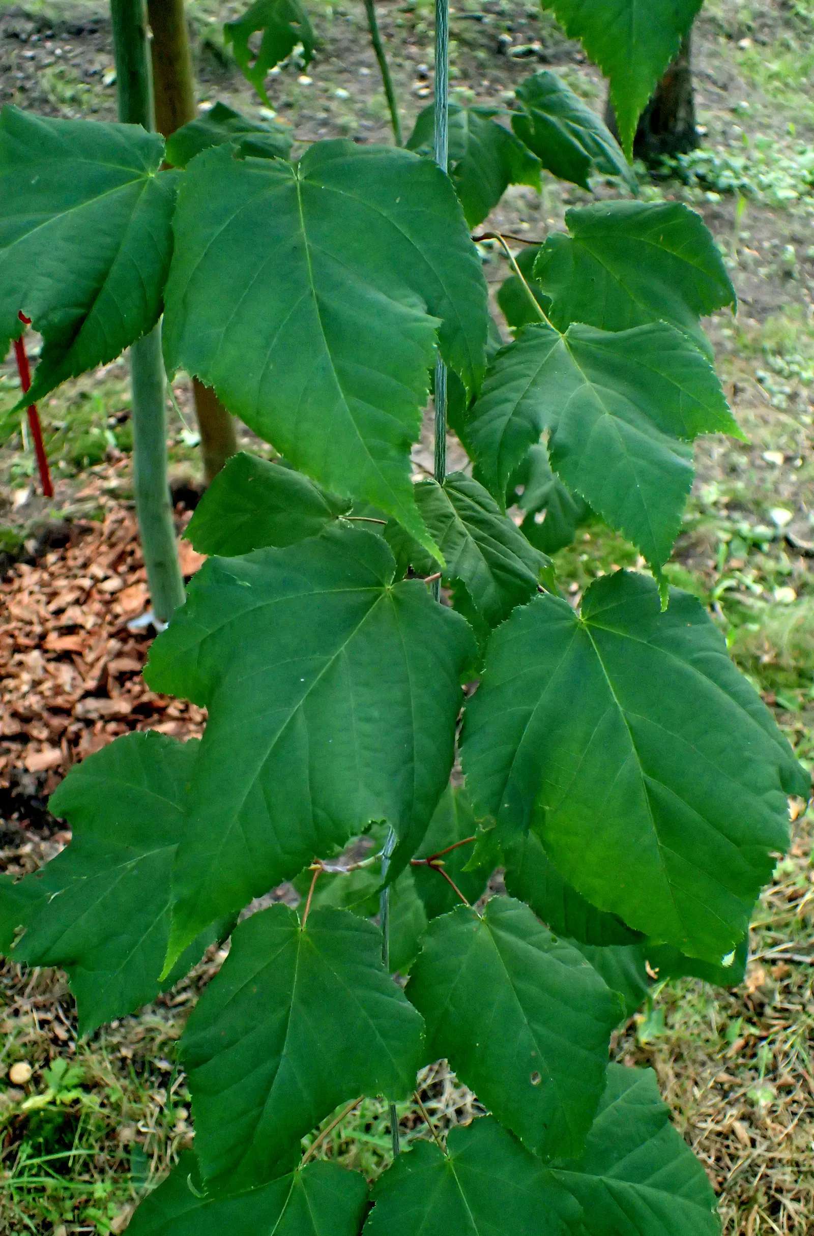 Hawthorn Leaf Maple (Acer Crataegifolium) — The leaves are the hallmark of this species