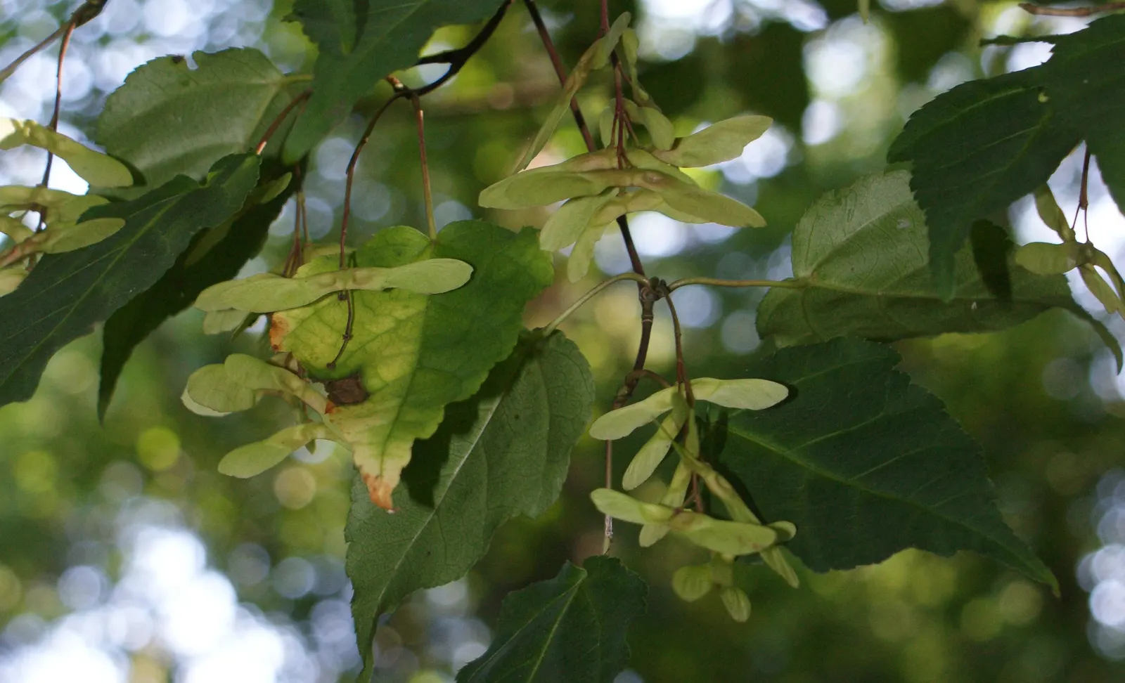 Hawthorn Leaf Maple (Acer Crataegifolium) — Growing to an average height of 20 to 30 feet with a similar spread