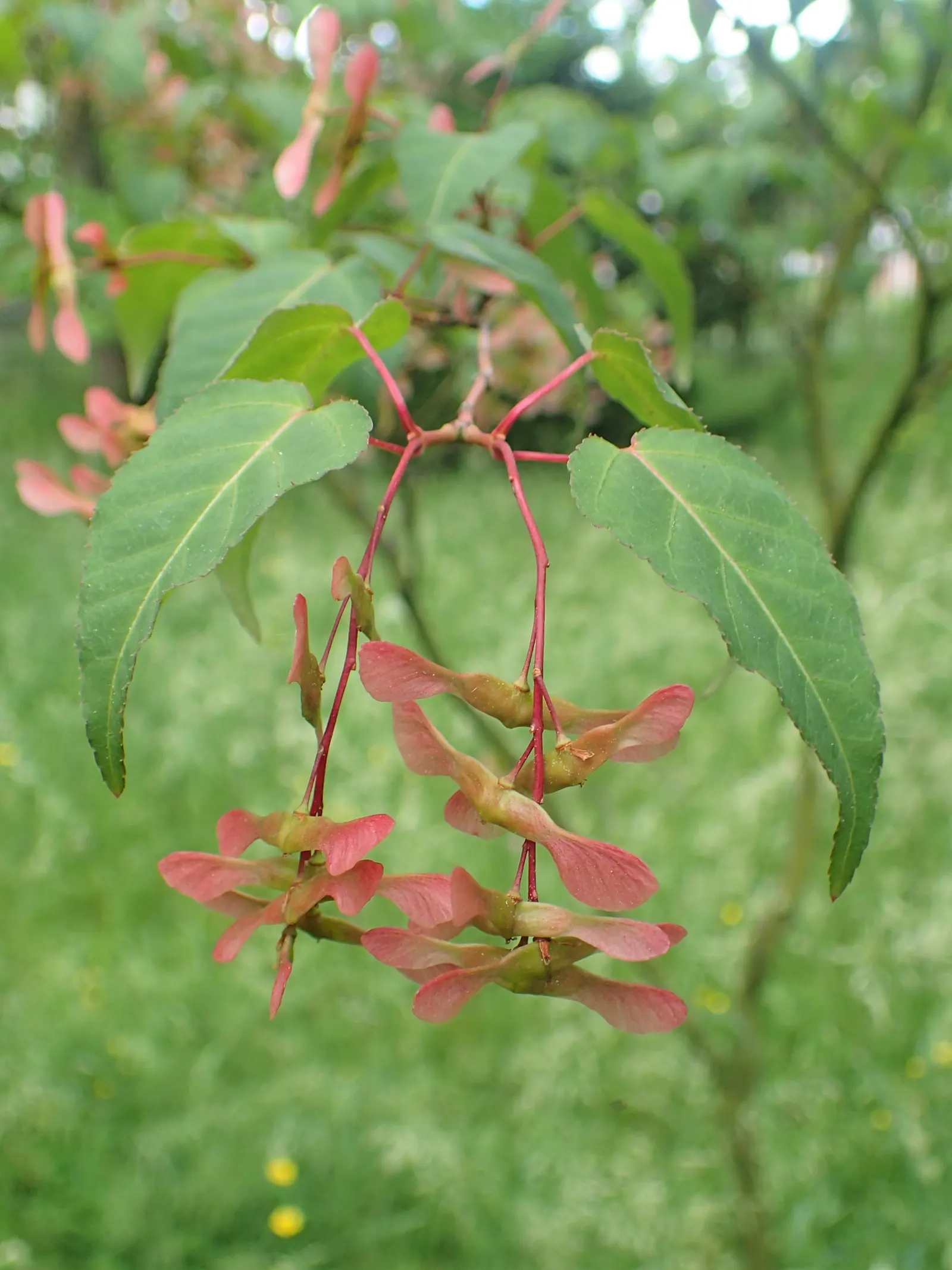 Hawthorn Leaf Maple (Acer Crataegifolium) — This Asian native requires well-drained soil and full sun to partial shade