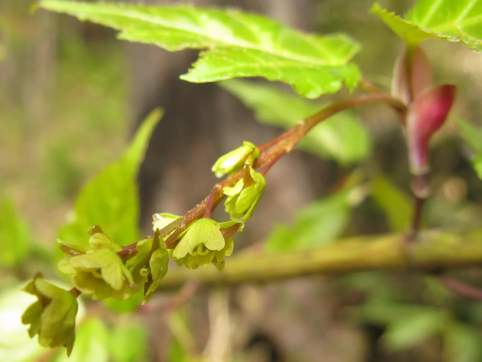Hawthorn Leaf Maple (Acer Crataegifolium) — Maturing to a height of 20-30 feet, this maple boasts a stunning fall display of yellow to red foliage