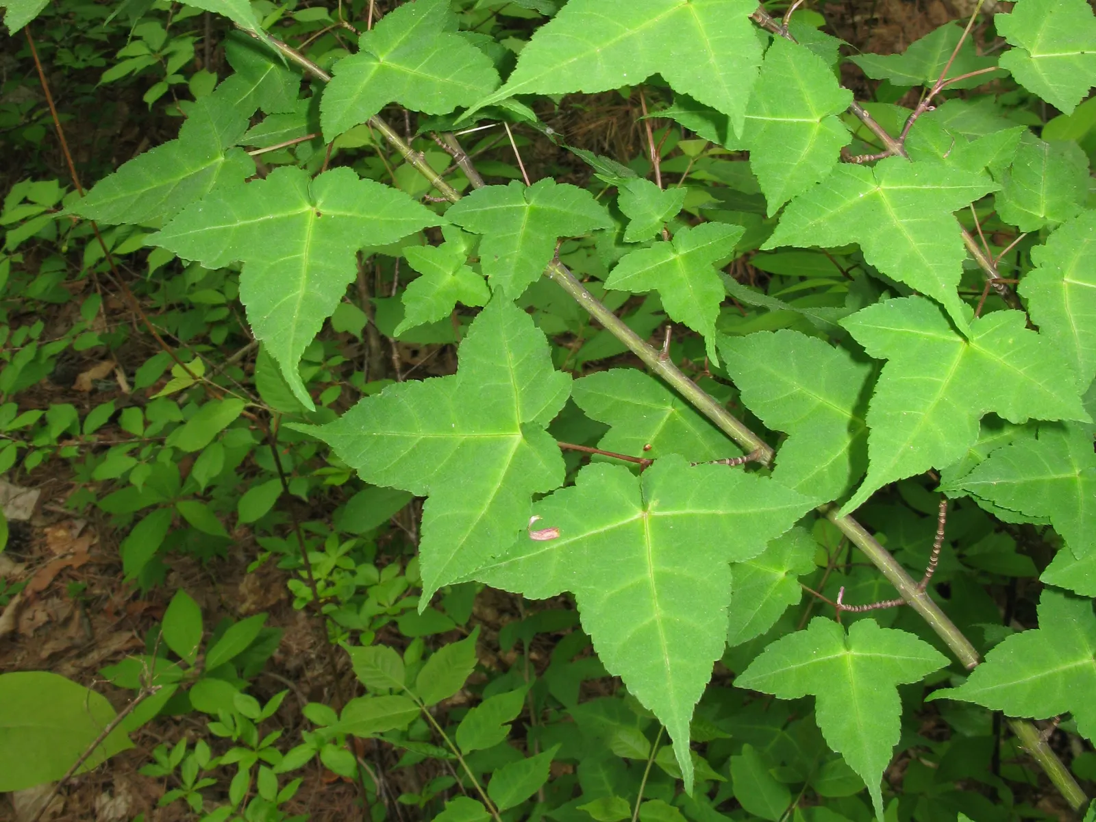 Hawthorn Leaf Maple (Acer Crataegifolium) — resembling those of a hawthorn with their deeply lobed