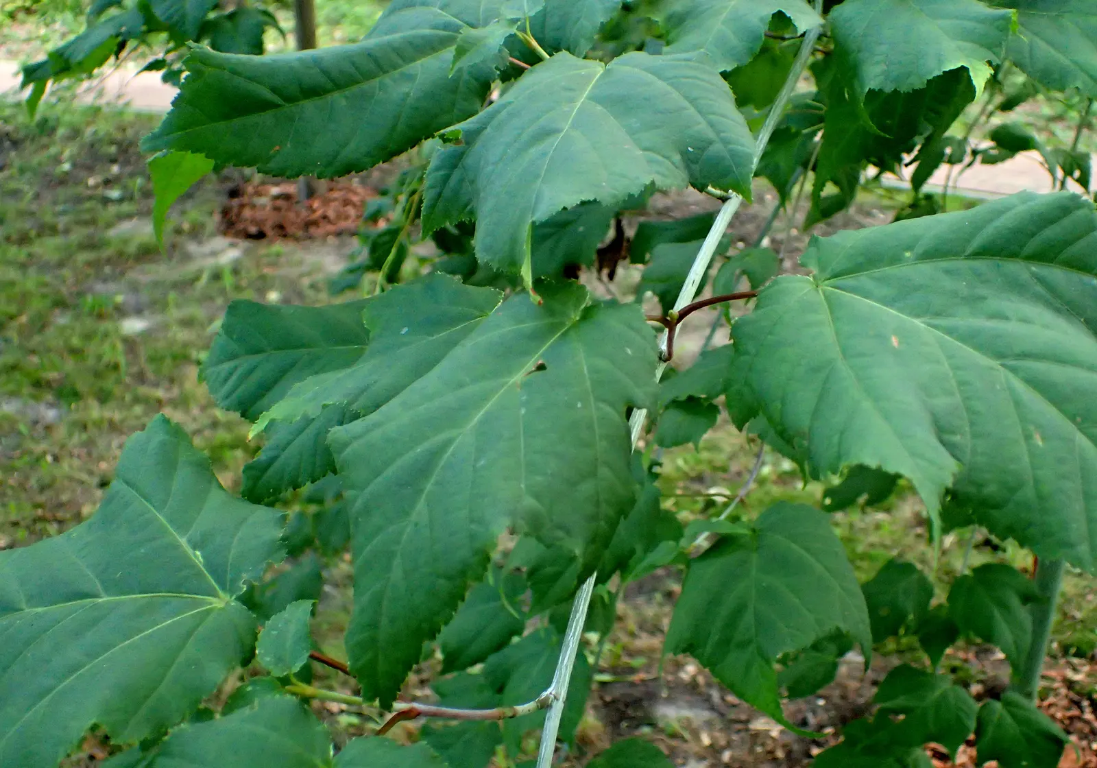 Hawthorn Leaf Maple (Acer Crataegifolium) — the foliage emerges in a fresh green hue