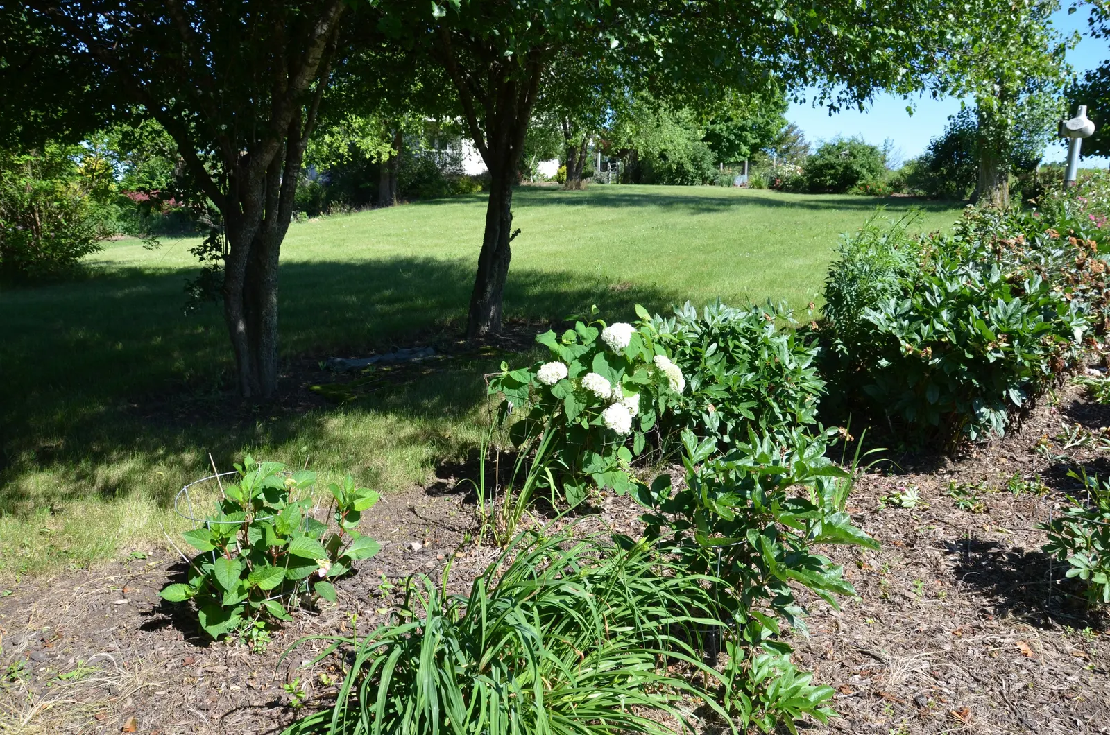Incrediball® Smooth Hydrangea (Hydrangea arborescens) — in well-drained soil with average moisture; water during hot spells and prune in spring; its blooms are