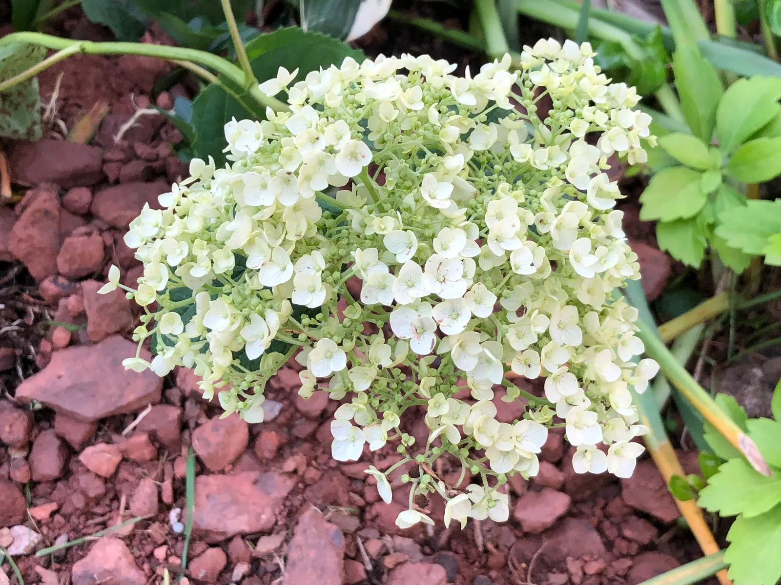 Incrediball® Smooth Hydrangea (Hydrangea arborescens) — commonly referred to as Incrediball® Smooth Hydrangea; in well-drained soil with average moisture