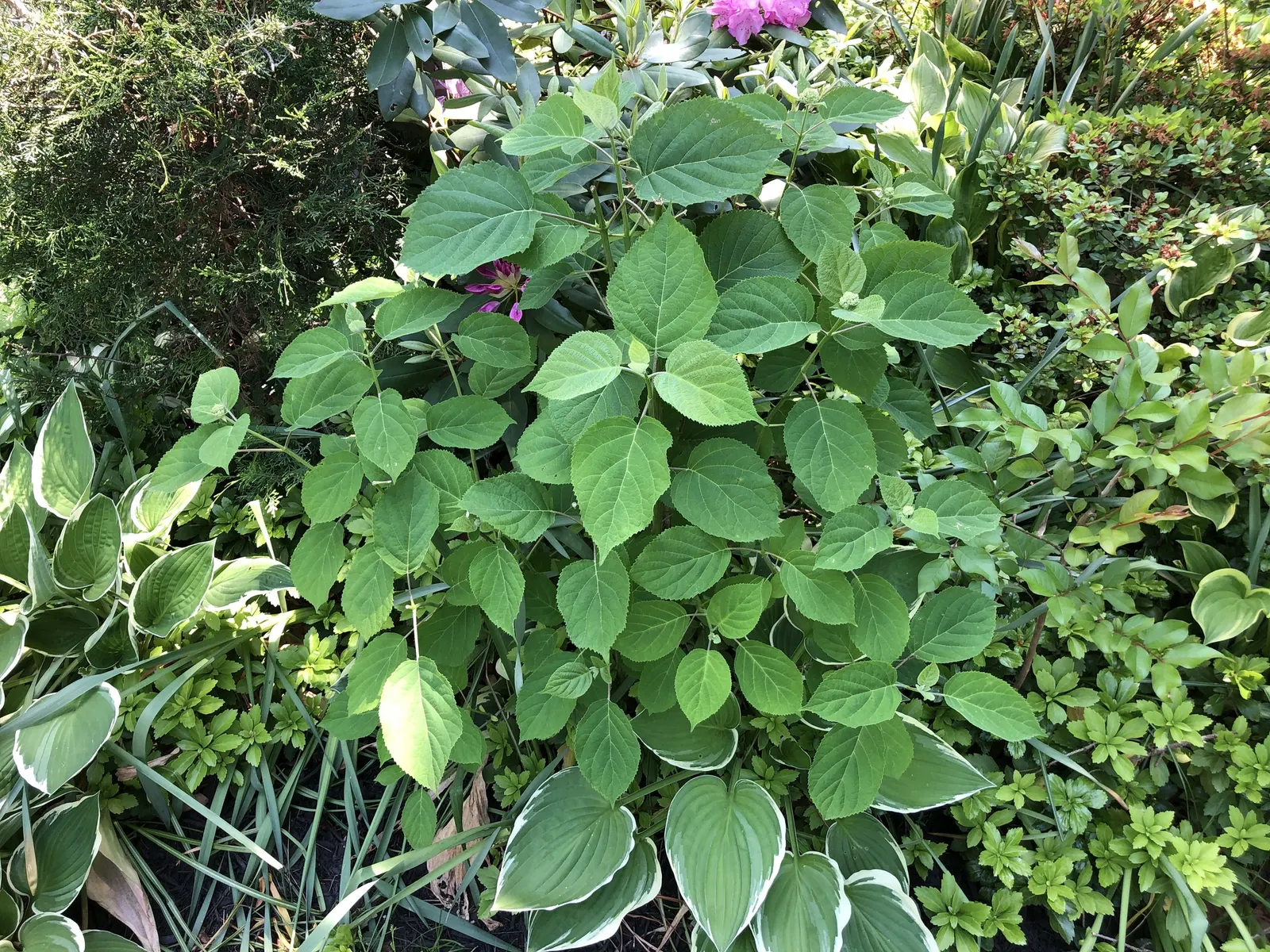 Incrediball® Smooth Hydrangea (Hydrangea arborescens) — substantial shrub with enough volume to anchor a mixed border or soften the face of a, image 41