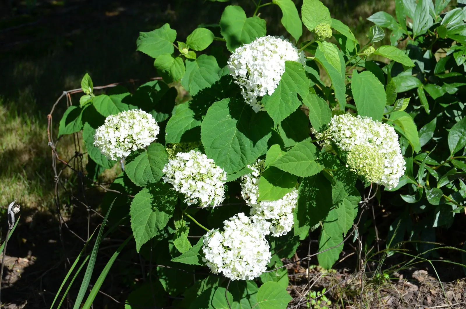Incrediball® Smooth Hydrangea (Hydrangea arborescens) — this smooth hydrangea typically reaches 48 to 60 inches tall and wide; its blooms are excellent