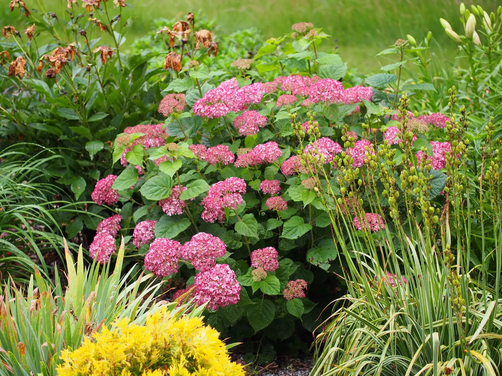 Incrediball® Smooth Hydrangea (Hydrangea arborescens) — is a mounded deciduous shrub celebrated for its enormous; then gradually mature to a soft jade green