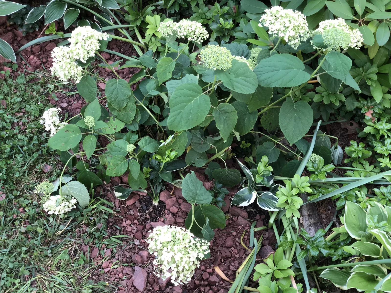 Incrediball® Smooth Hydrangea (Hydrangea arborescens) — then gradually mature to a soft jade green that remains handsome into late summer and, image 39