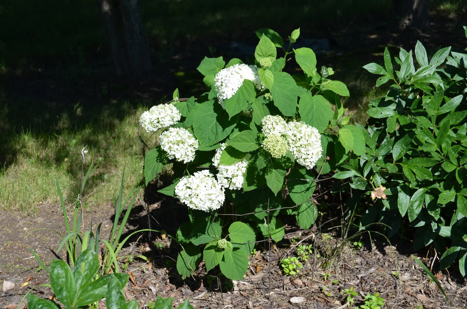 Incrediball® Smooth Hydrangea (Hydrangea arborescens) — rounded flower heads and refined garden presence; ideally with at least six hours of light in cooler
