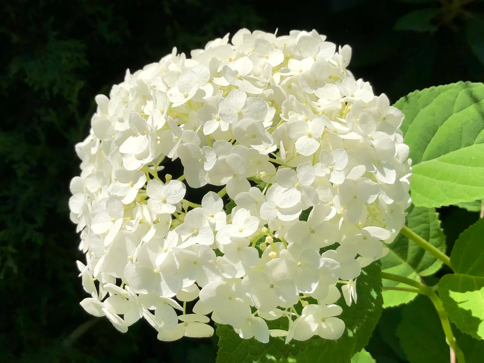 Incrediball® Smooth Hydrangea (Hydrangea arborescens) — the flowers open fresh white in lavish snowball clusters; in well-drained soil with average moisture