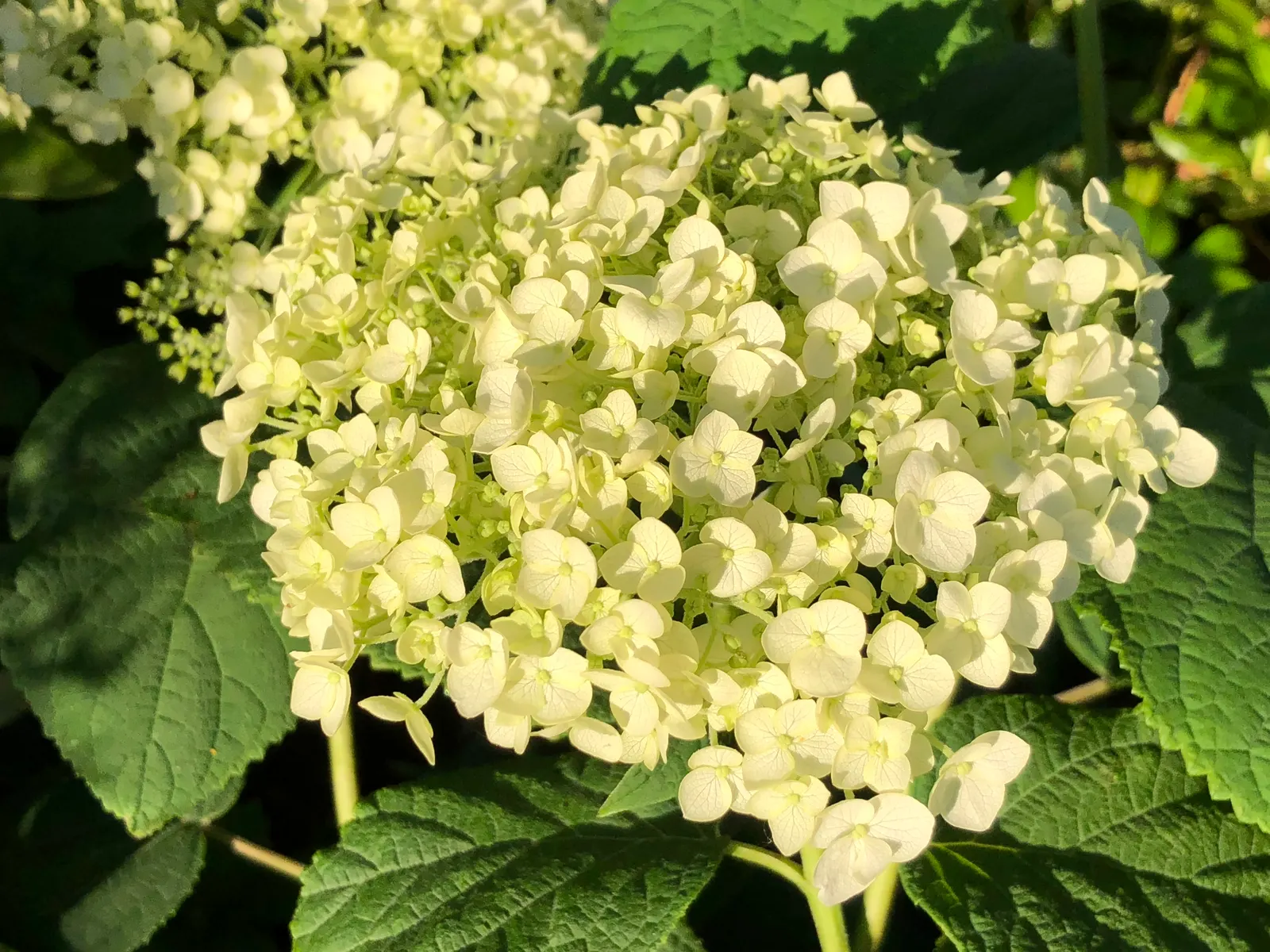 Incrediball® Smooth Hydrangea (Hydrangea arborescens) — often approaching basketball scale; then gradually mature to a soft jade green that remains handsome