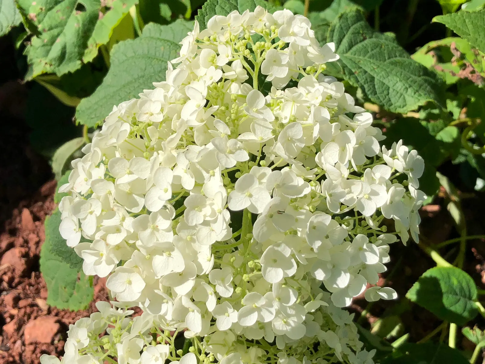 Incrediball® Smooth Hydrangea (Hydrangea arborescens) — Part of the Proven Winners® collection; its blooms are excellent fresh-cut and equally useful dried