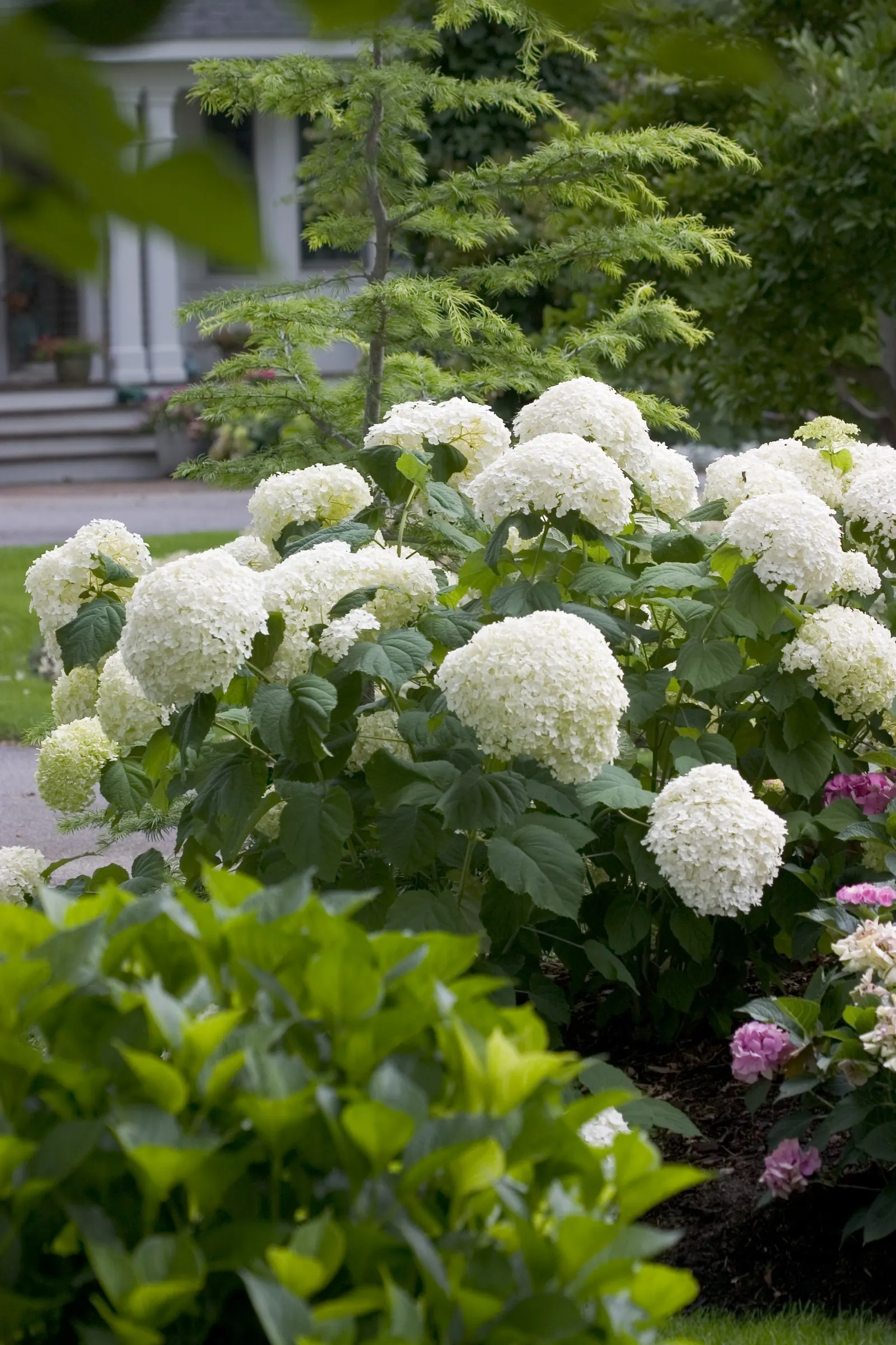 Incrediball® Smooth Hydrangea (Hydrangea arborescens) — It prefers well-drained soil with average moisture