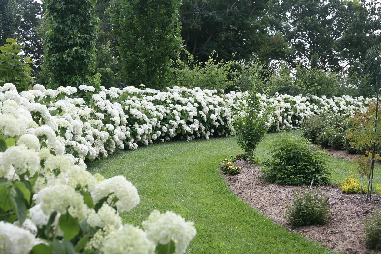 Incrediball® Smooth Hydrangea (Hydrangea arborescens) — winter injury is less of a concern