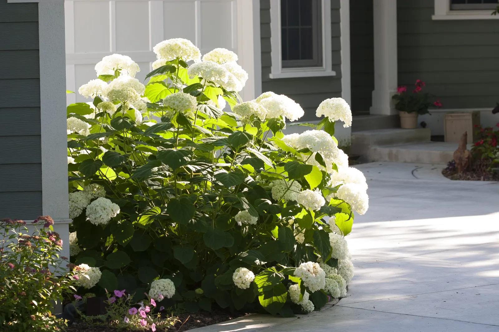 Incrediball® Smooth Hydrangea (Hydrangea arborescens) — ideally with at least six hours of light in cooler regions and some afternoon protection in hotter
