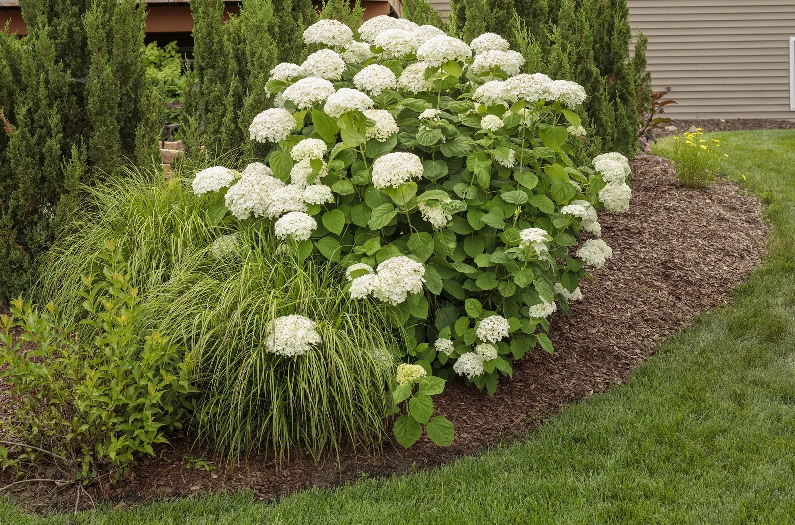 Incrediball® Smooth Hydrangea (Hydrangea arborescens) — it is especially valuable for cold-climate designs where reliable flowering is essential