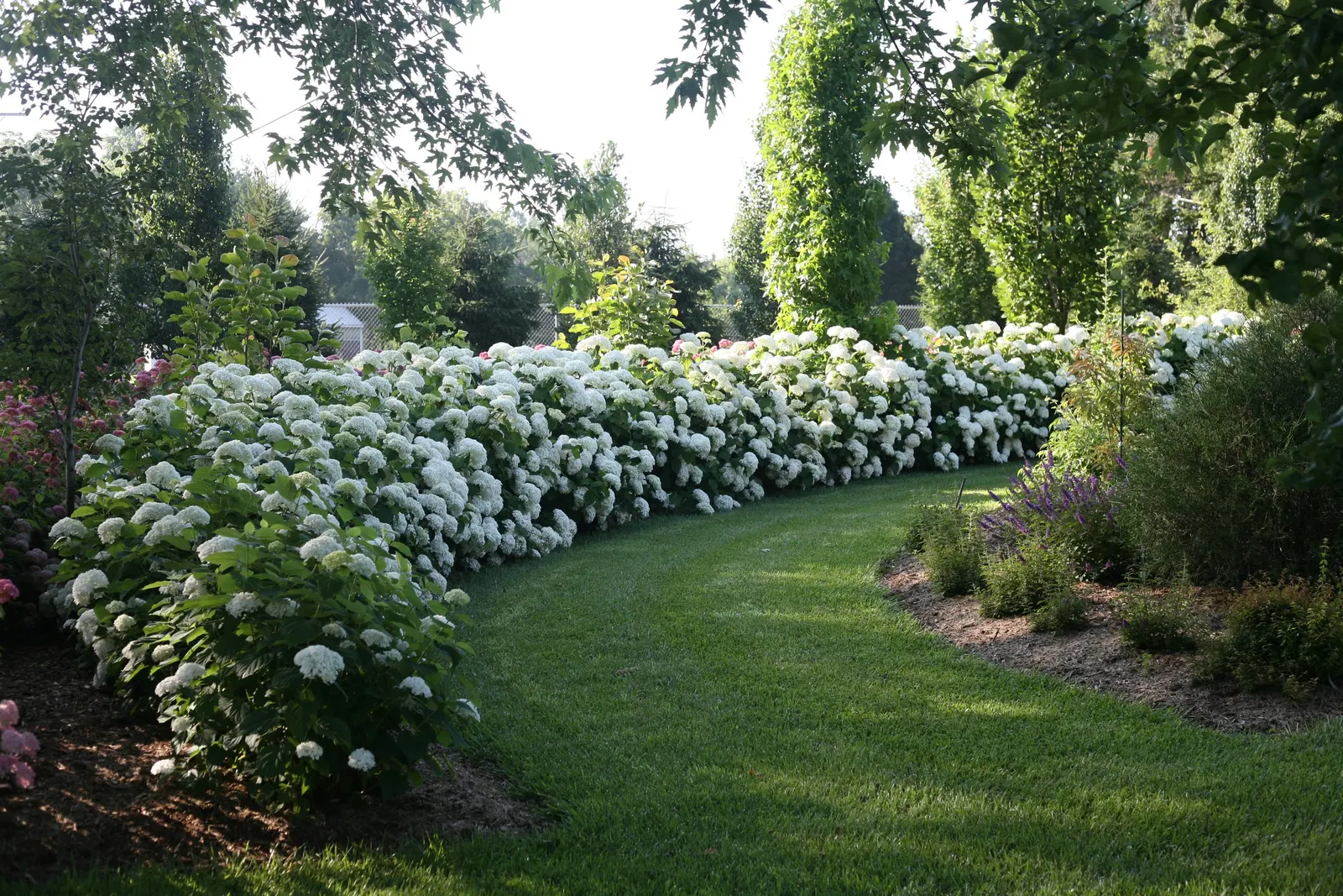 Incrediball® Smooth Hydrangea (Hydrangea arborescens) — this smooth hydrangea typically reaches 48 to 60 inches tall and wide