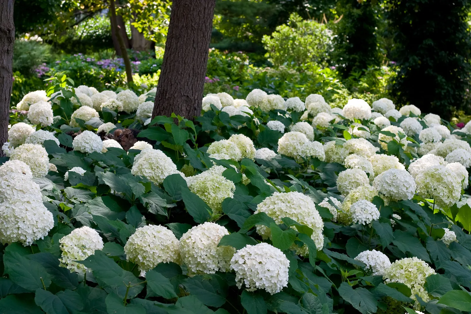 Incrediball® Smooth Hydrangea (Hydrangea arborescens) — shrub with green and white blooms