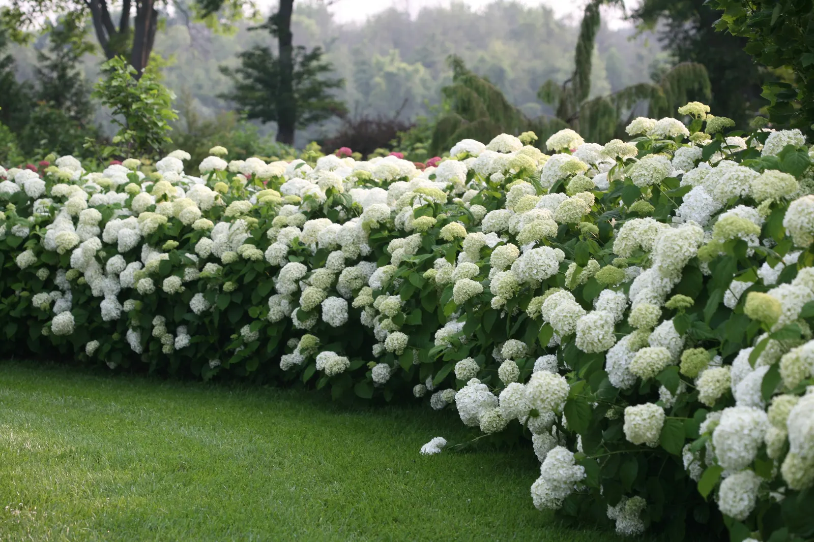 Incrediball® Smooth Hydrangea (Hydrangea arborescens) — particularly during hot spells when the lush foliage and heavy blooms can become thirsty