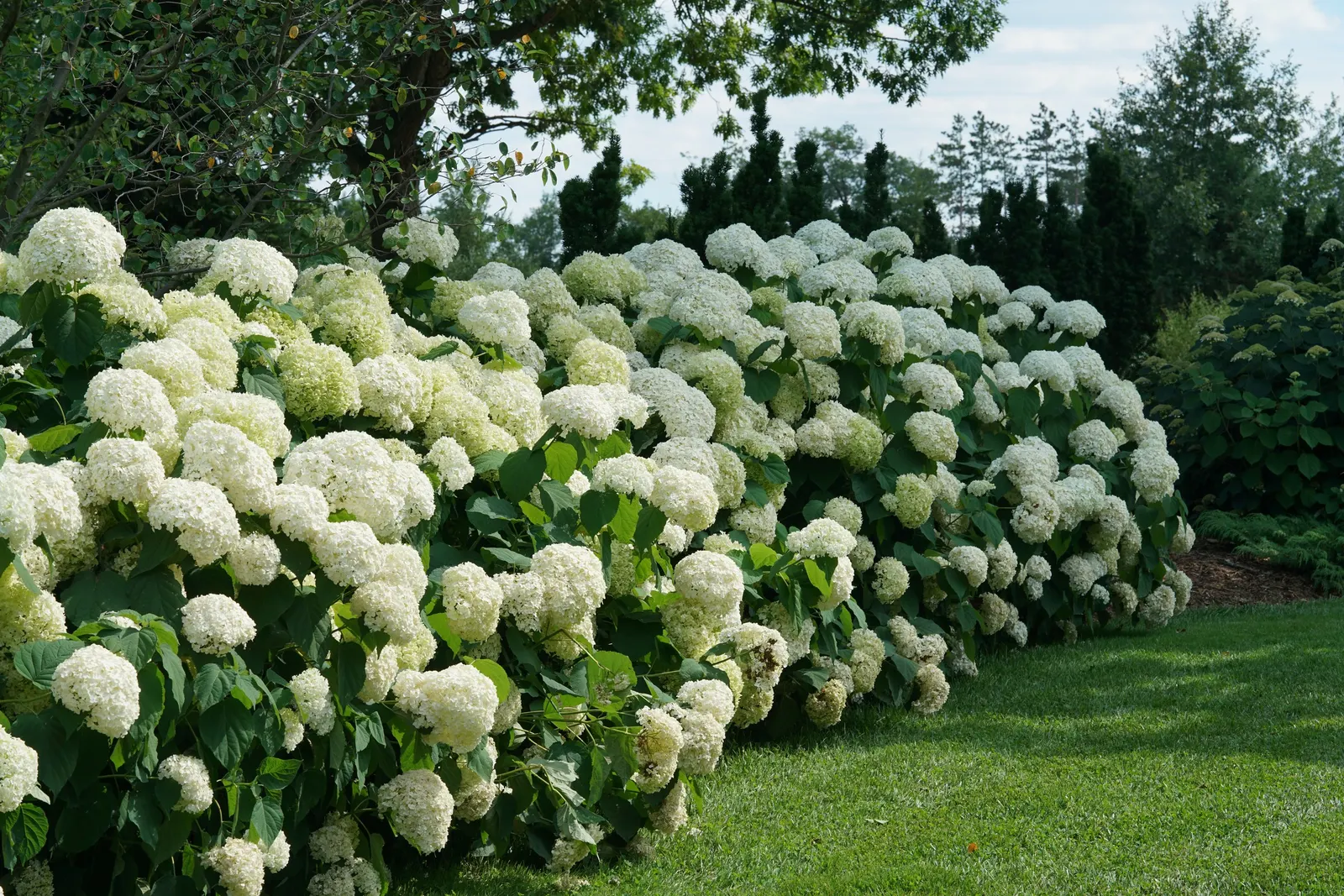 Incrediball® Smooth Hydrangea (Hydrangea arborescens) — cutting the plant back by about one-third as new growth begins