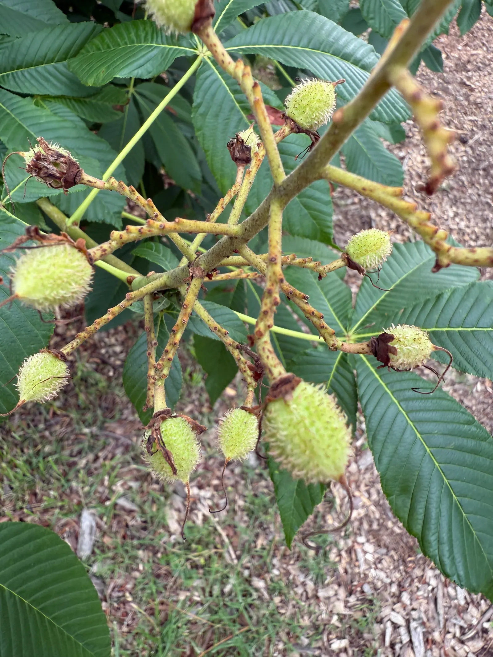 Ft. Mcnair Horse Chestnut (Aesculus X Carnea 'Fort Mcnair') — esteemed for its ornamental values and robust characteristics