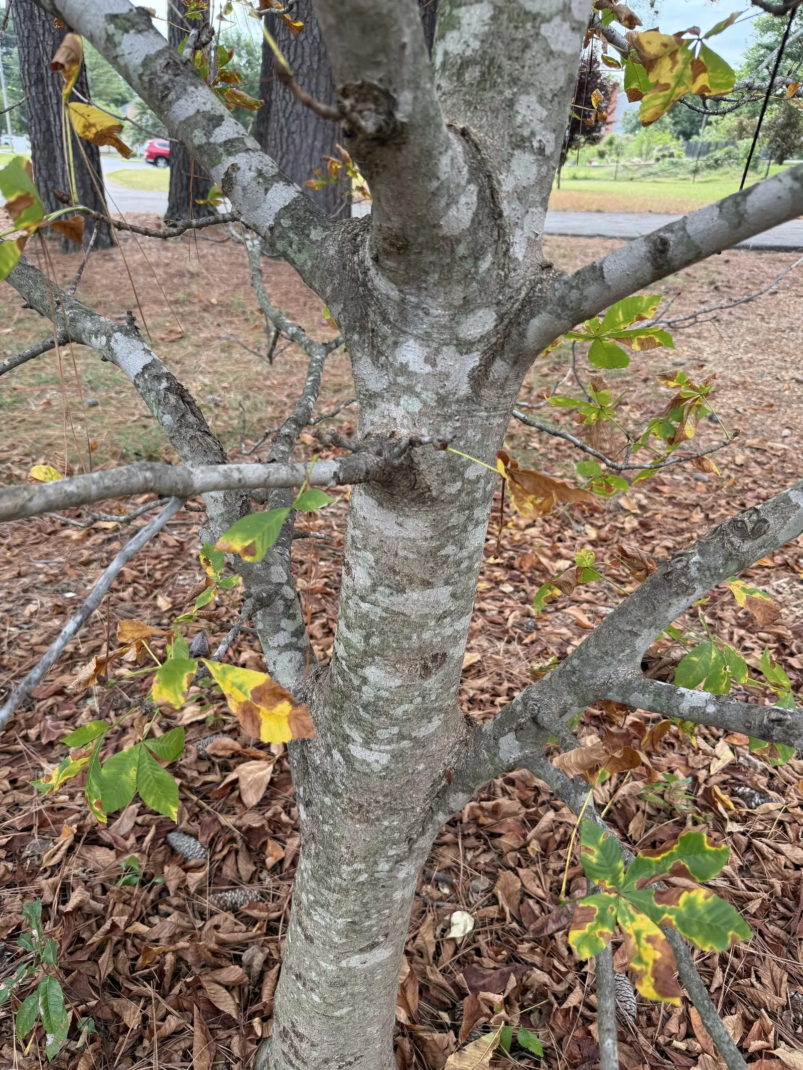 Ft. Mcnair Horse Chestnut (Aesculus X Carnea 'Fort Mcnair') — Ideal as a focal point or shade tree