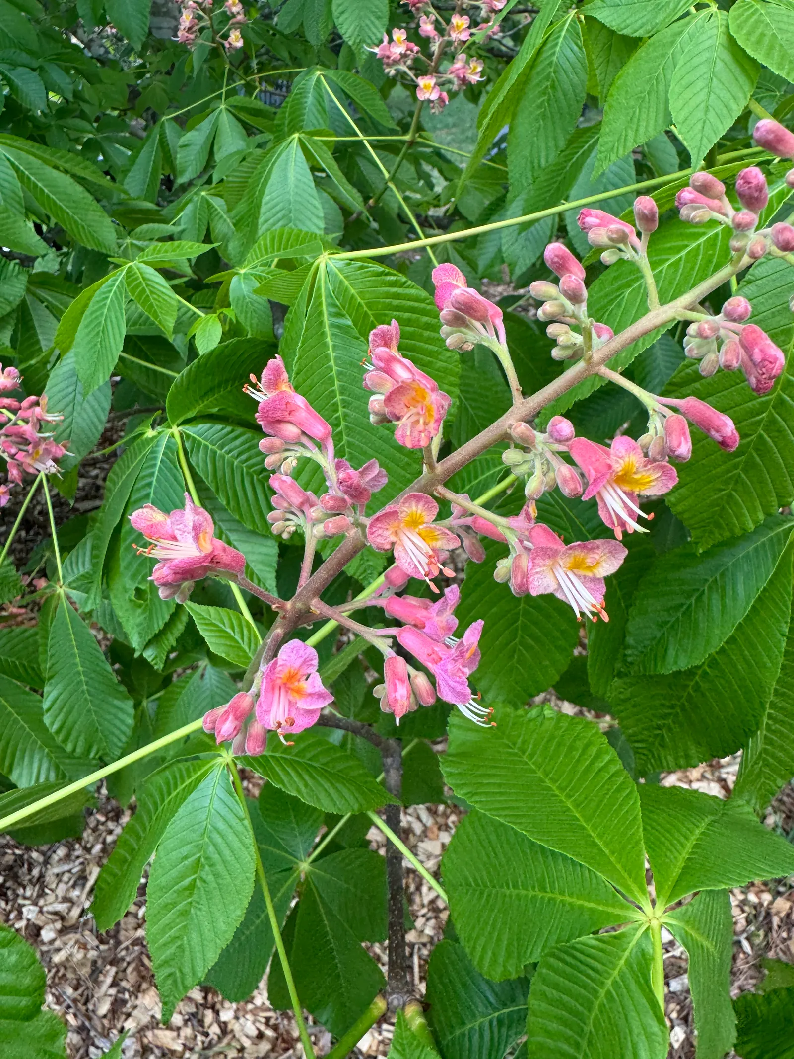Ft. Mcnair Horse Chestnut (Aesculus X Carnea 'Fort Mcnair') — forming a rounded canopy that offers generous shade