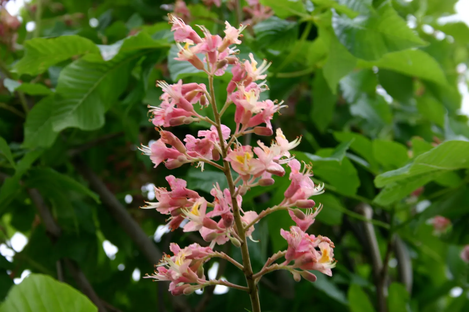 Ft. Mcnair Horse Chestnut (Aesculus X Carnea 'Fort Mcnair') — Its rich green leaves turn golden in fall