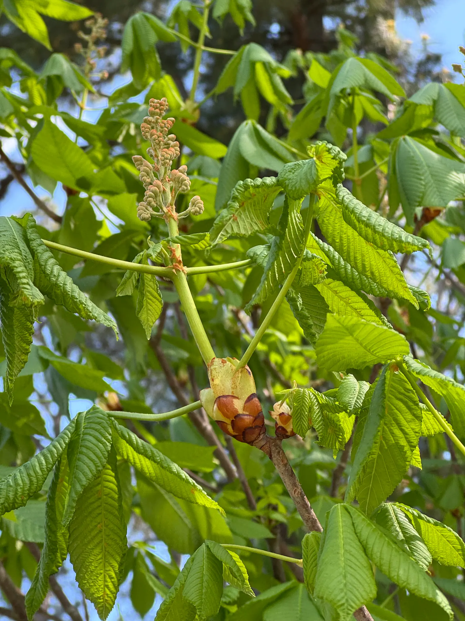 Ft. Mcnair Horse Chestnut (Aesculus X Carnea 'Fort Mcnair') — McNair Horse Chestnut (Aesculus x carnea 'Fort McNair') presents a captivating sight