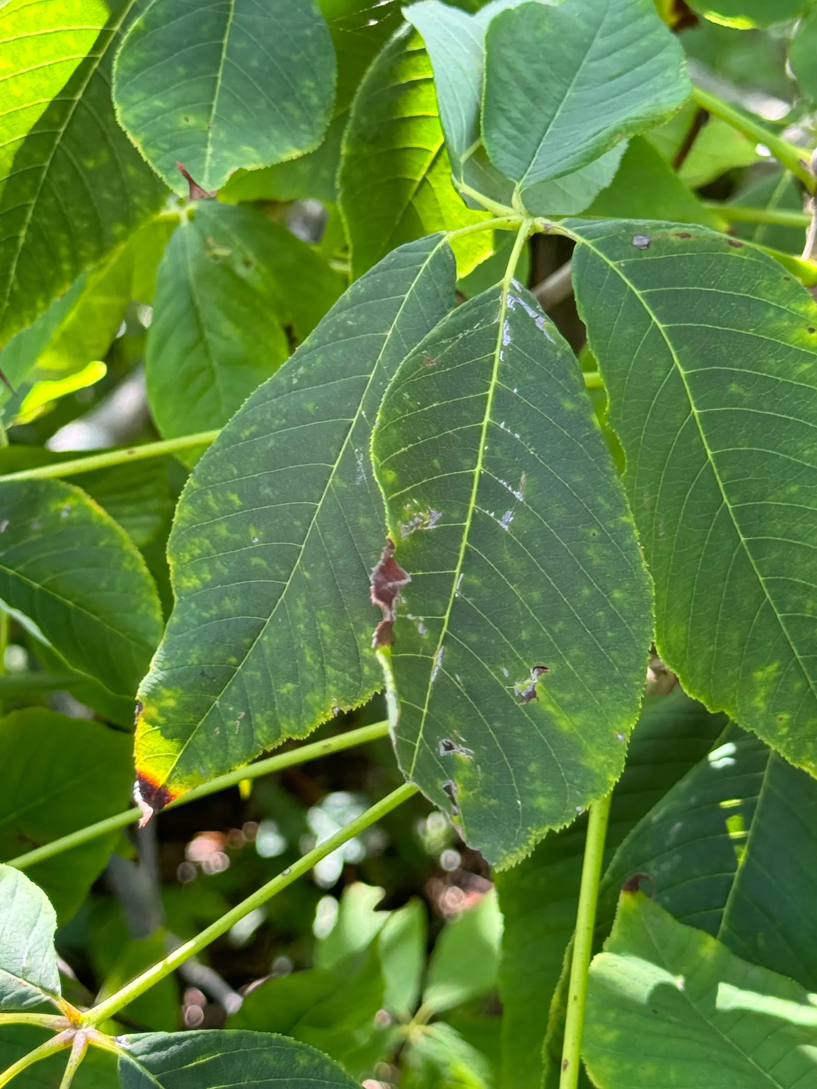 Ft. Mcnair Horse Chestnut (Aesculus X Carnea 'Fort Mcnair') — It particularly shines in the late spring when adorned with densely packed
