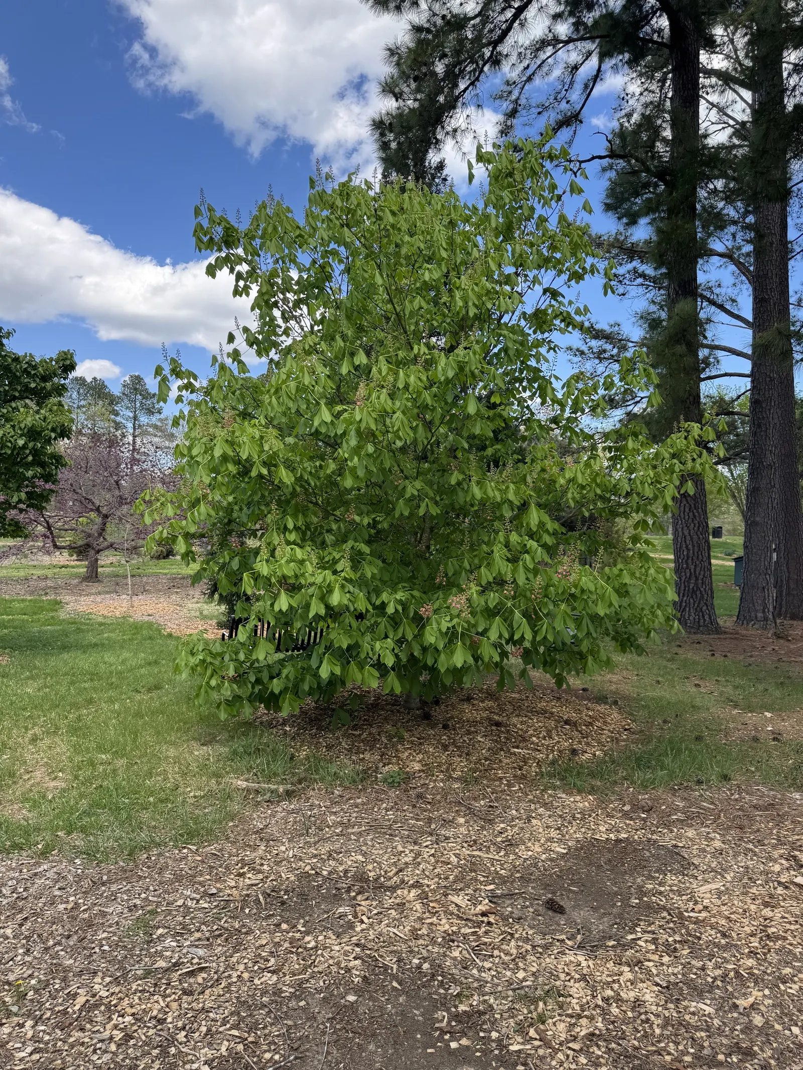 Ft. Mcnair Horse Chestnut (Aesculus X Carnea 'Fort Mcnair') — Prefers moist, well-drained soils in full sun to partial shade