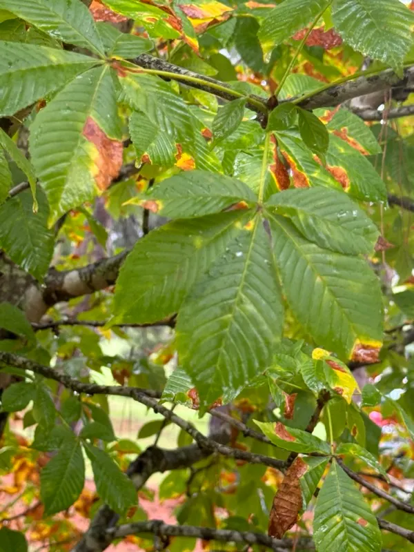 Ft. Mcnair Horse Chestnut (Aesculus X Carnea 'Fort Mcnair') — this hybrid exhibits a moderate growth rate and notably disease-resistant foliage