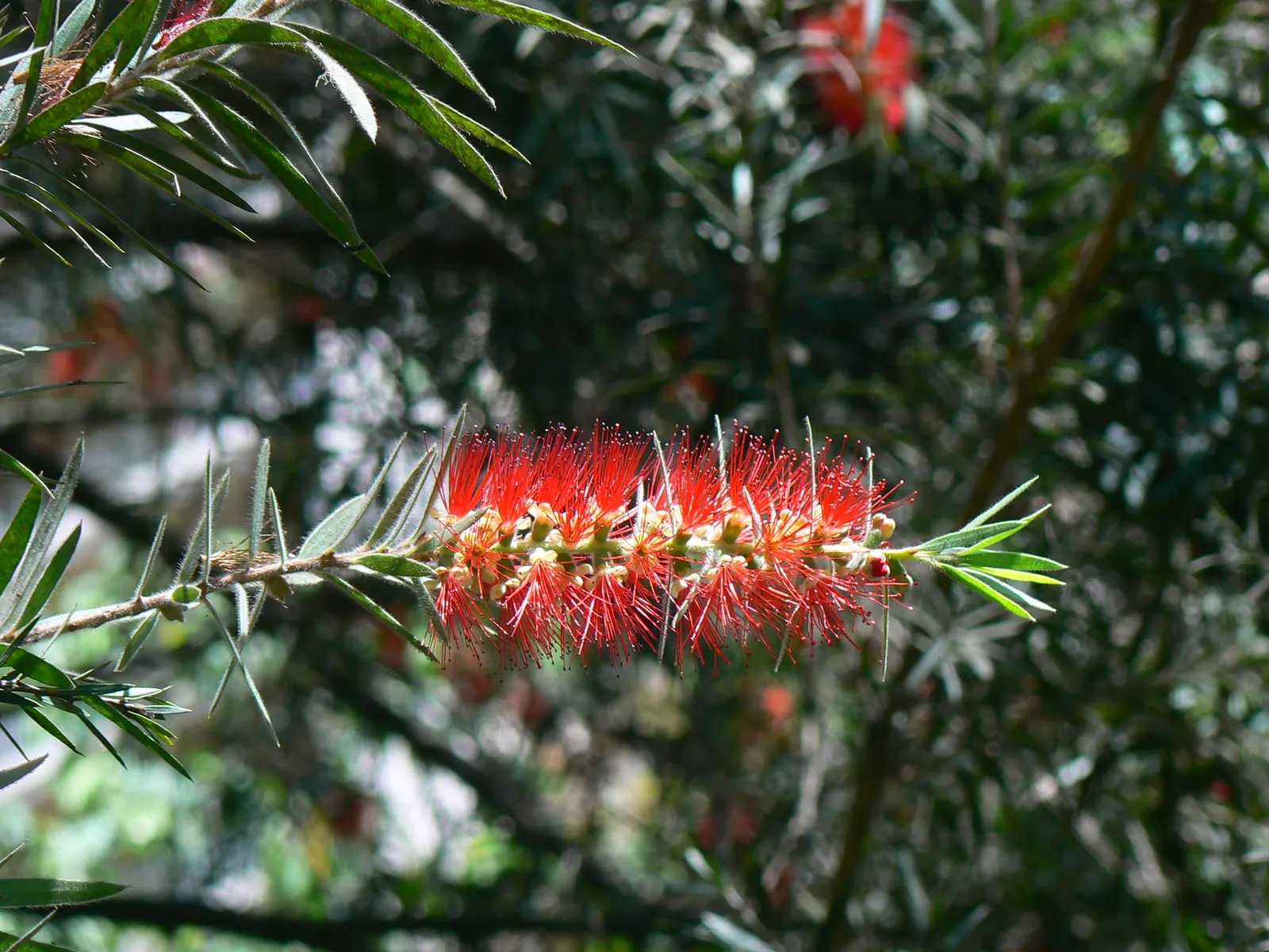 Crimson Bottlebrush (Callistemon Lanceolatus) — It thrives best in full sunlight but can tolerate partial shade