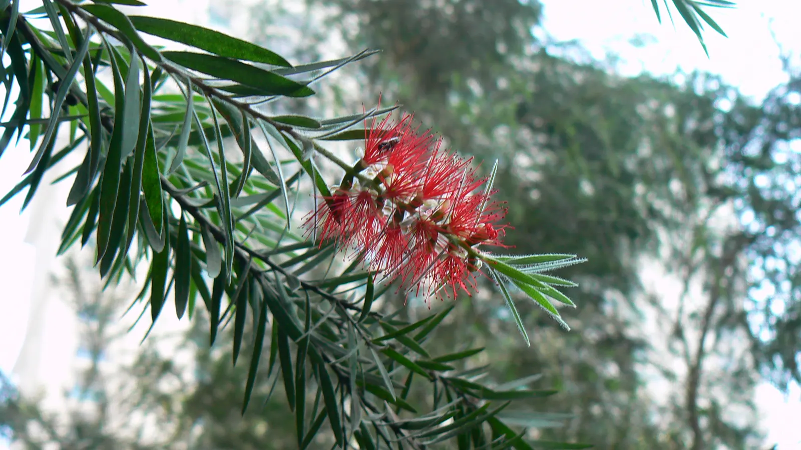 Crimson Bottlebrush (Callistemon Lanceolatus) — it is relatively drought-tolerant; the Crimson Bottlebrush requires a well-drained