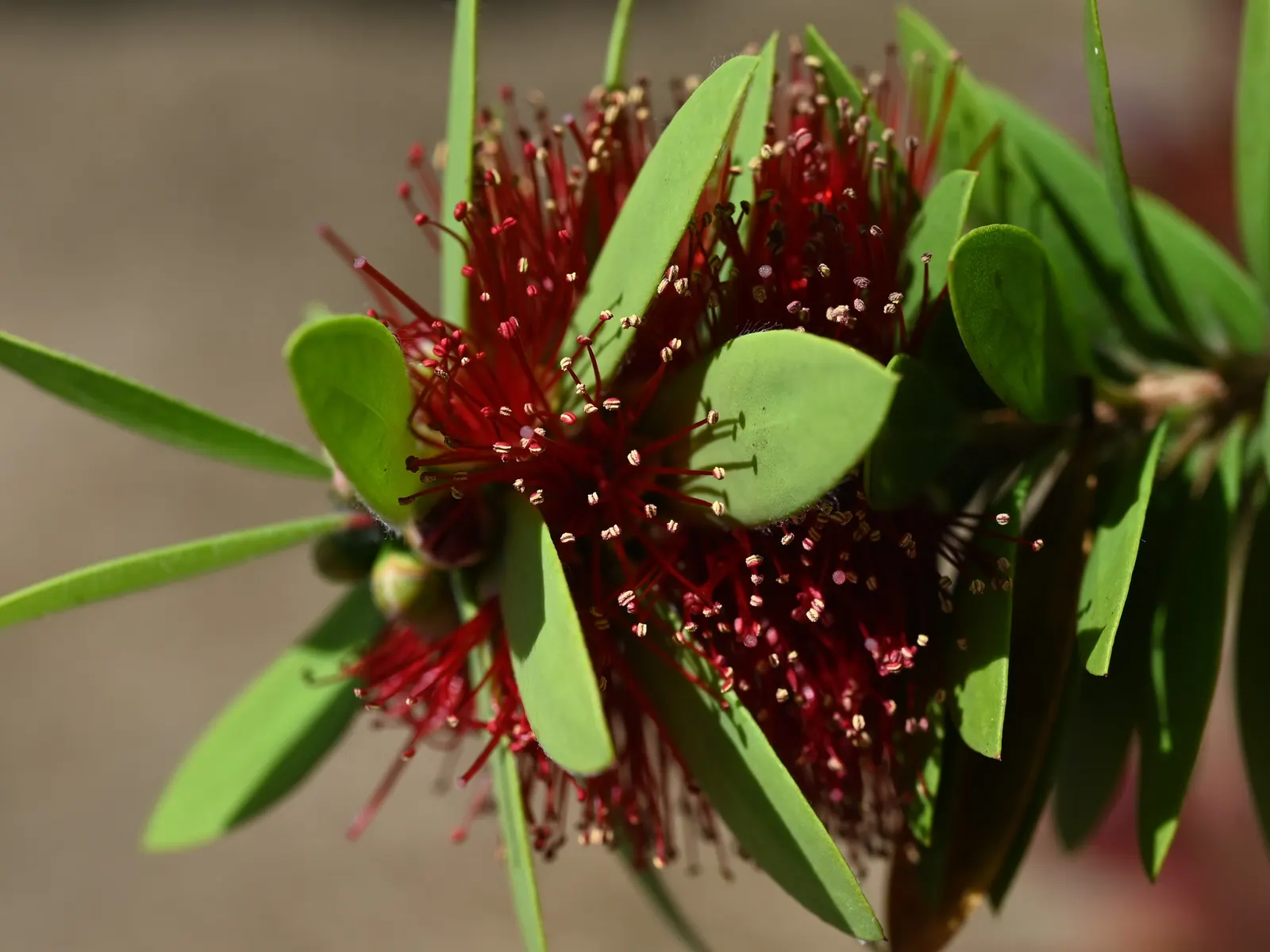 Crimson Bottlebrush (Callistemon Lanceolatus) — though this may reduce the intensity of its flowering