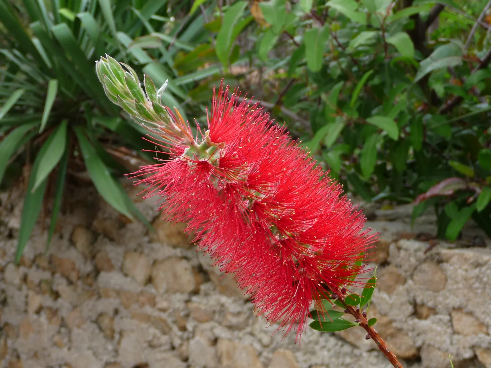 Crimson Bottlebrush (Callistemon Lanceolatus) — and often exude a lemony scent when crushed; the Crimson Bottlebrush, Callistemon lanceolatus, is a, image 52