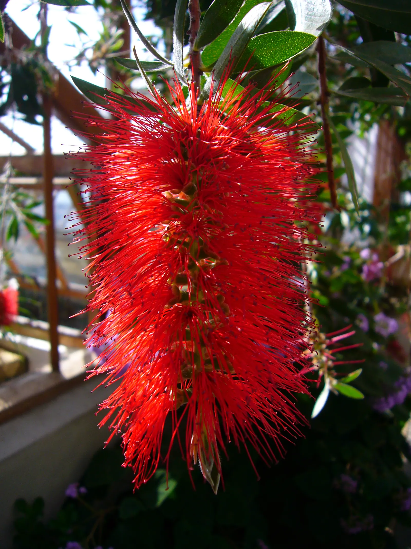 Crimson Bottlebrush (Callistemon Lanceolatus) — Ideal for accenting and attracting wildlife in a variety of landscape designs; tree with red blooms, image 46
