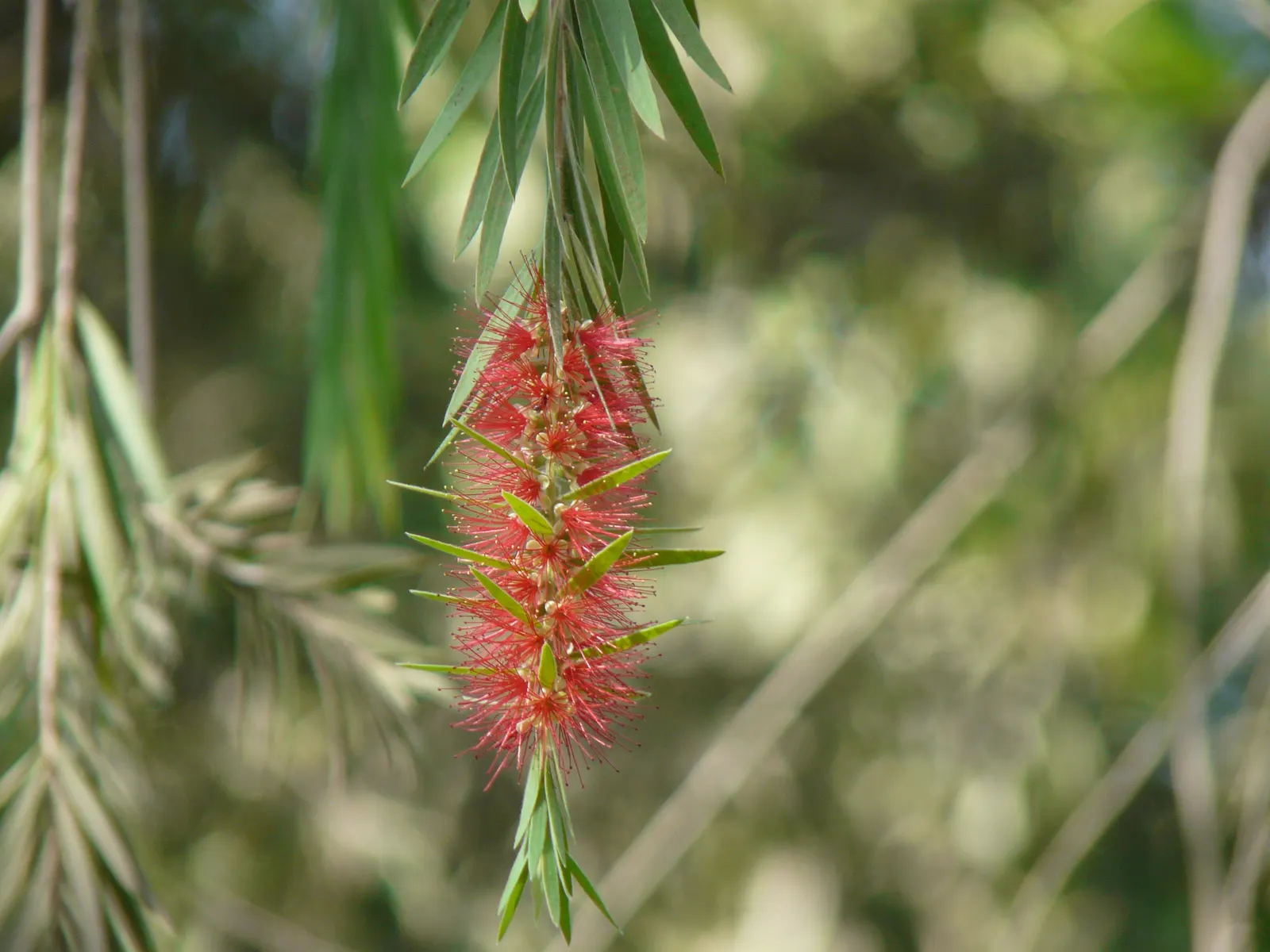 Crimson Bottlebrush (Callistemon Lanceolatus) — it provides year-round interest with its foliage.<br><br>For landscape design; though this may reduce the