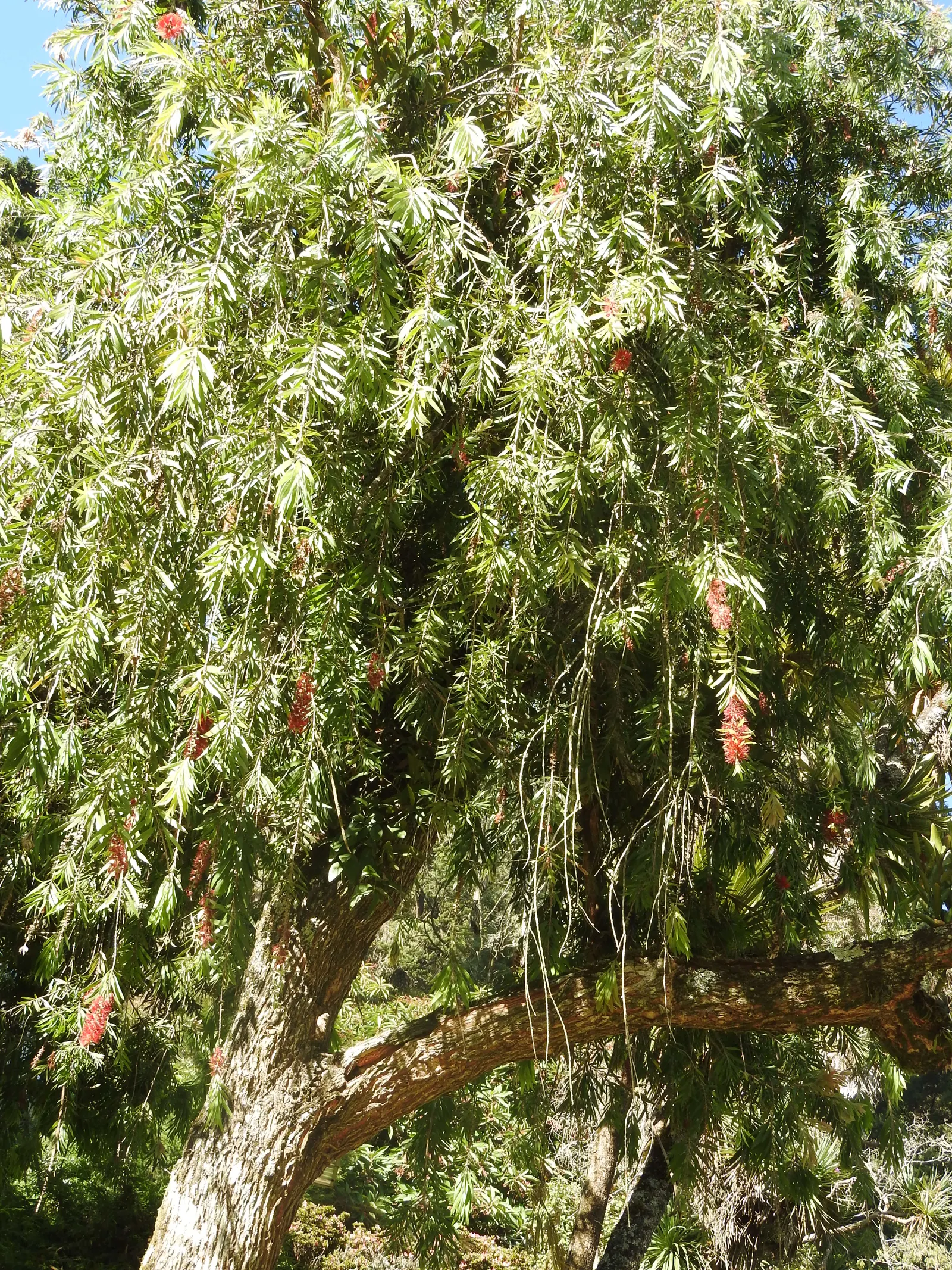 Crimson Bottlebrush (Callistemon Lanceolatus) — it is relatively drought-tolerant; the Crimson Bottlebrush requires a well-drained, image 50